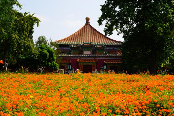 北海公园万佛楼景区硫化菊花海参加最好不雅赏期